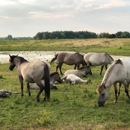 Ξενοδοχείο Hotel-cafe Knoors-meeks Stein Urmond