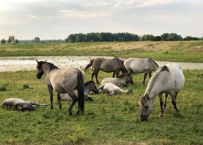 酒店 Hotel-cafe Knoors-meeks Stein Urmond